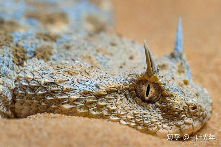 头上长刺是什么蛇