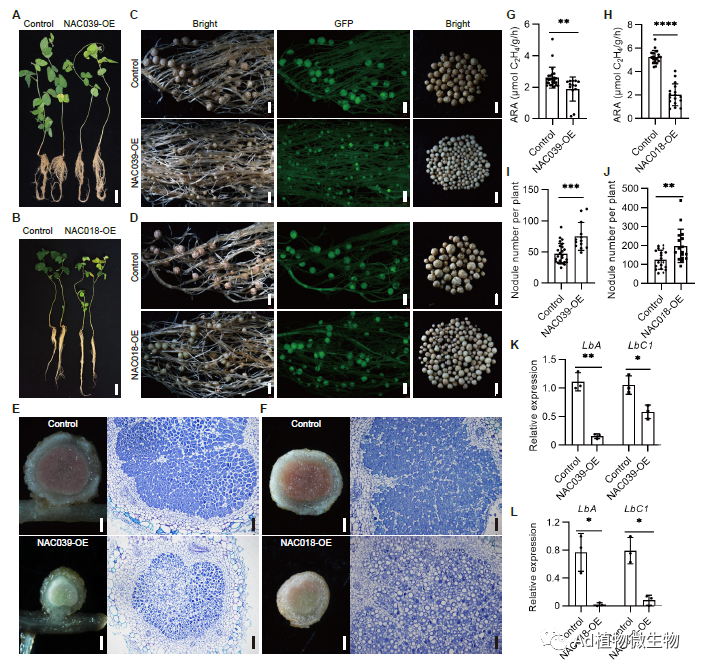 Plant Cell | 华中农业大学研究揭示大豆根瘤衰老的调控机制! - 知乎