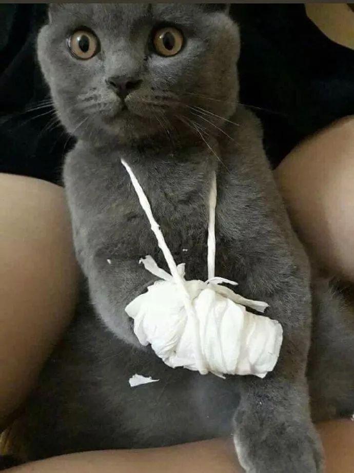 网友给受伤的猫做了简单的包扎处理确定不是来坑猫的