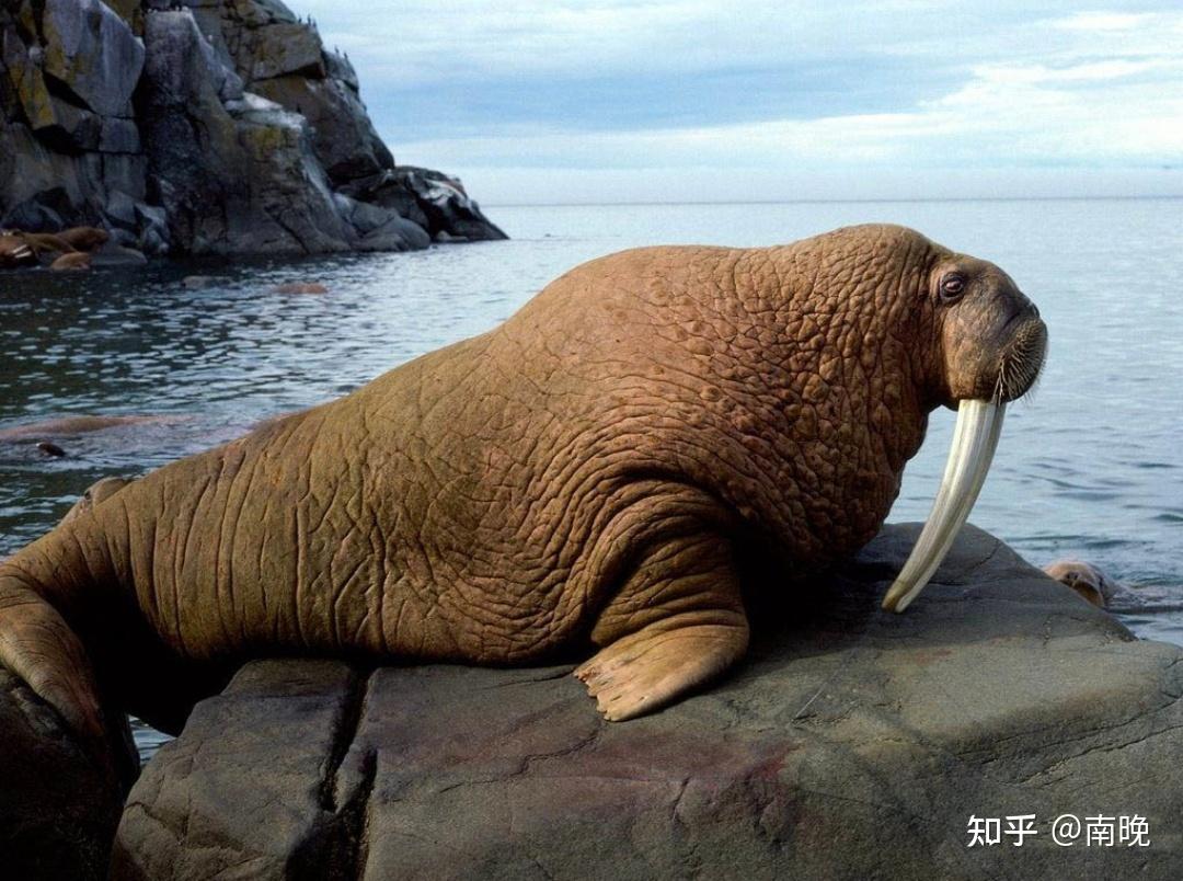 如何详细区分海象、海狮、海豹、儒艮、海牛、海狗? - 知乎