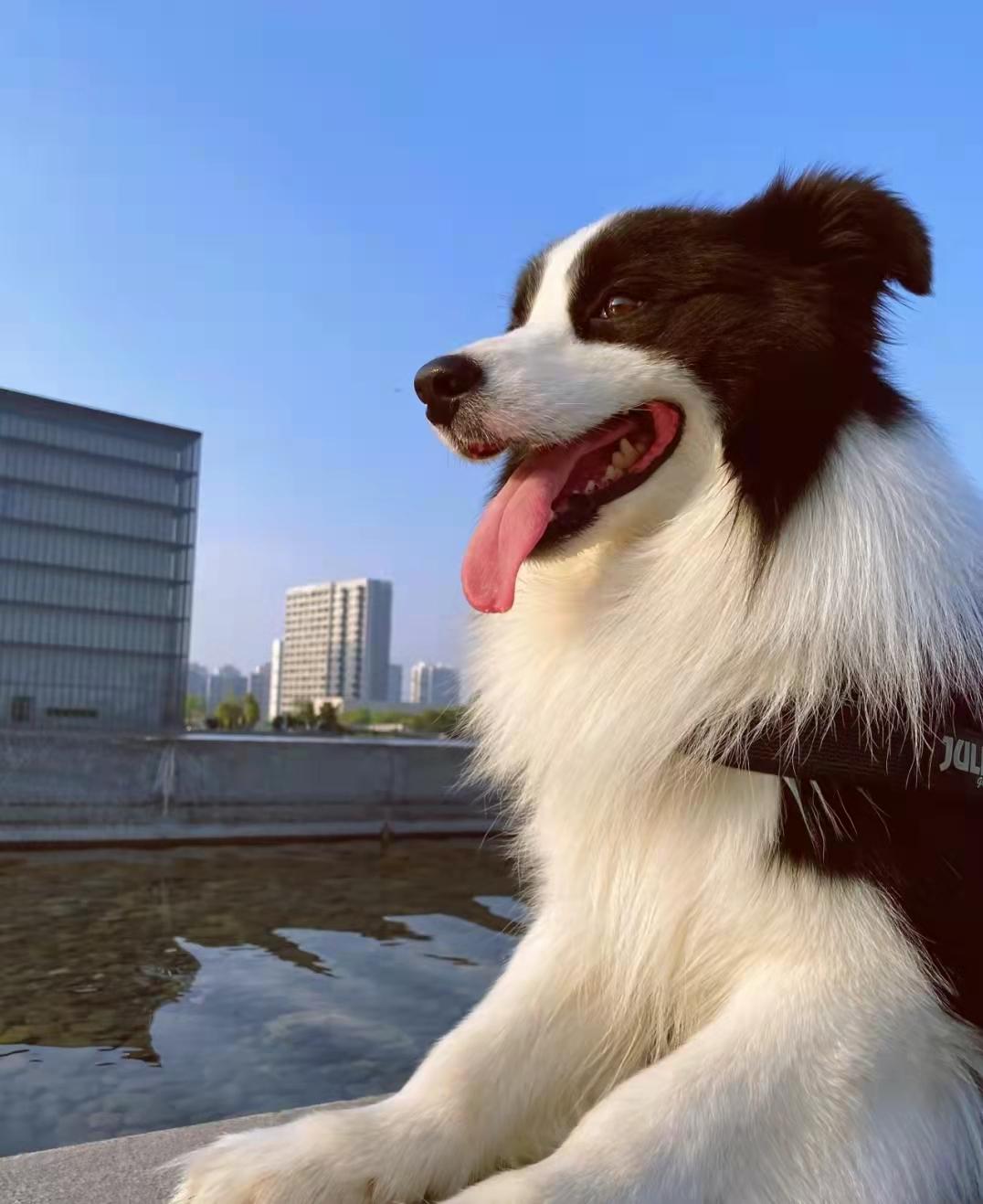 边境牧羊犬好养吗优缺点都在这