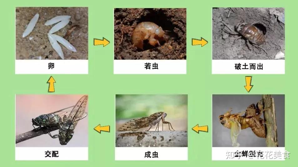 昆虫叫声大全图片