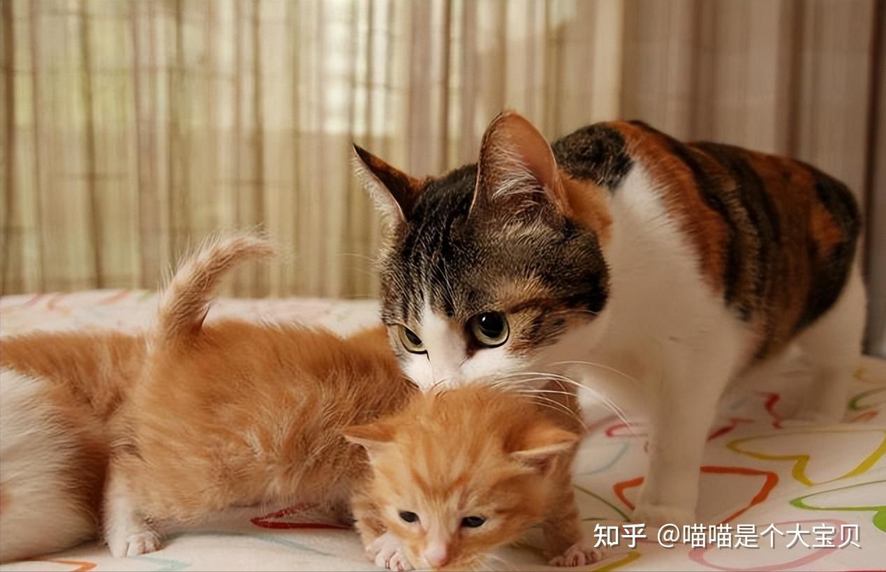 母猫把幼猫“叼给你”，不是因为喜欢你，而是... - 哔哩哔哩