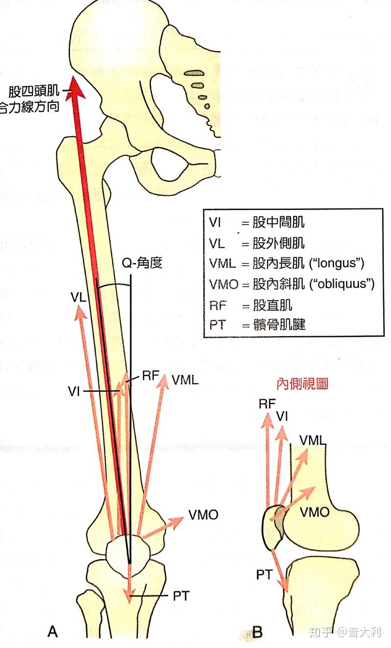 肌肉拉力线示意图图片