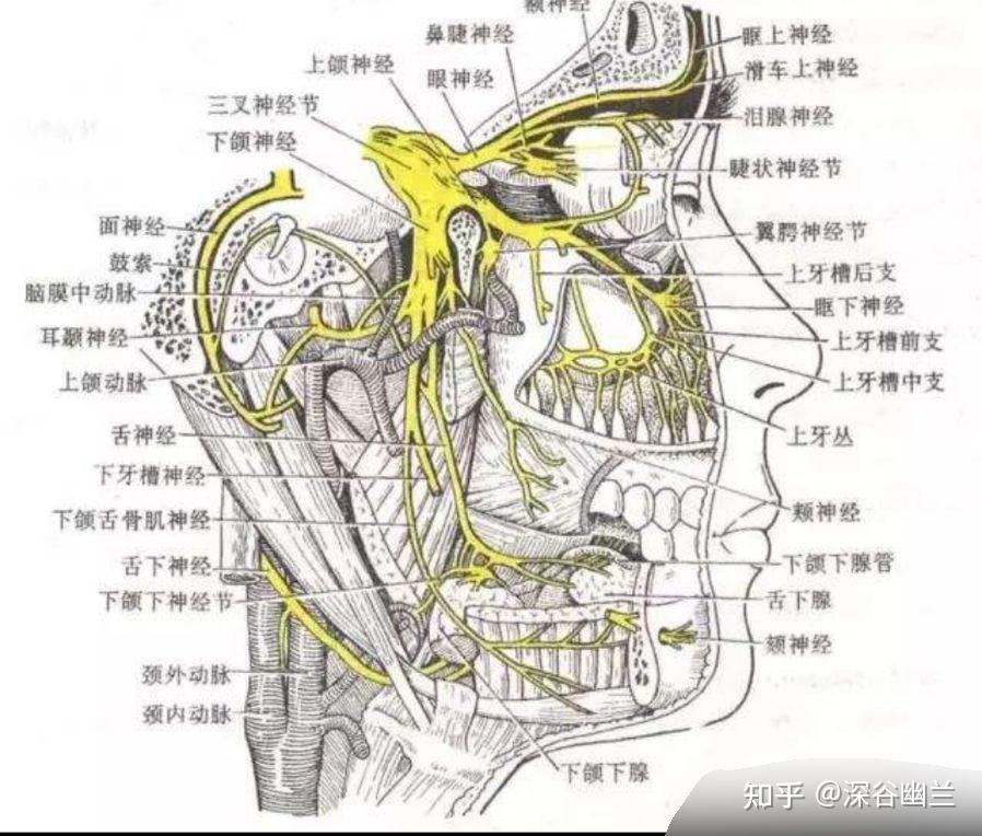 在颞肌中,有颞浅动,静脉额支,布有耳颞神经颞支.