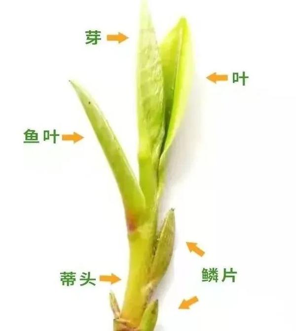 茶树“姿色”，你了解几分？ - 知乎