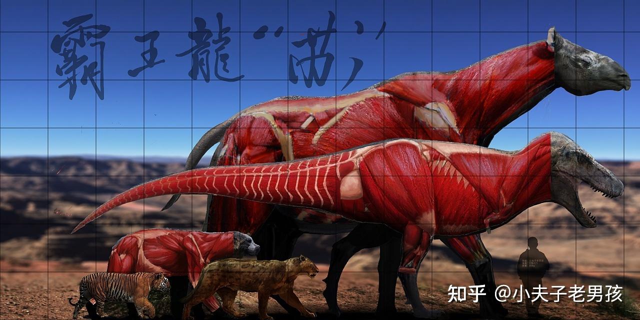 比如我在画食肉目剑齿虎亚科的洪荒剑齿虎和犬熊科的大熊时,发现肌肉