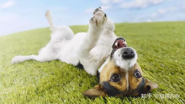 狗狗向你示好的表现,最后一个,说明它心虚了! - 知乎