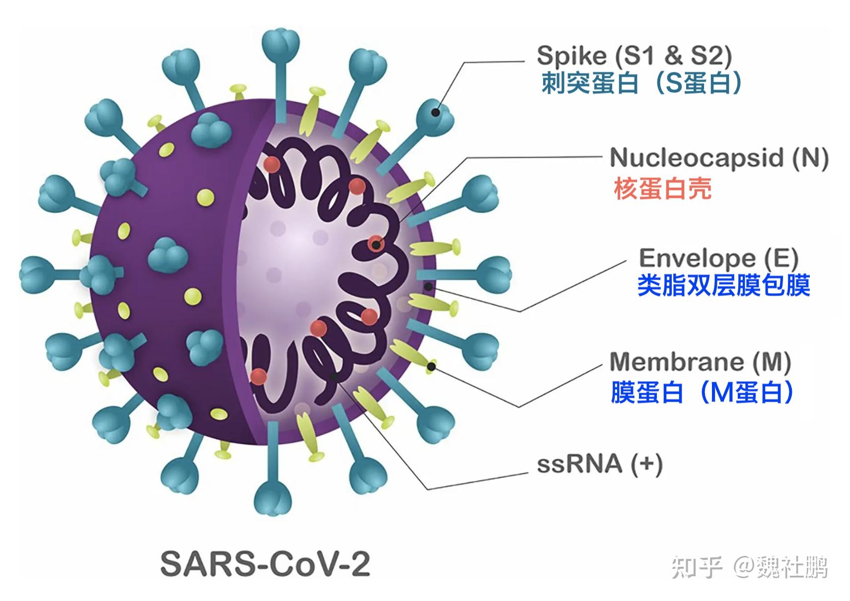 核壳蛋白(n蛋白)核壳蛋白的主要功能,是将病毒的rna基因组,包装进称为