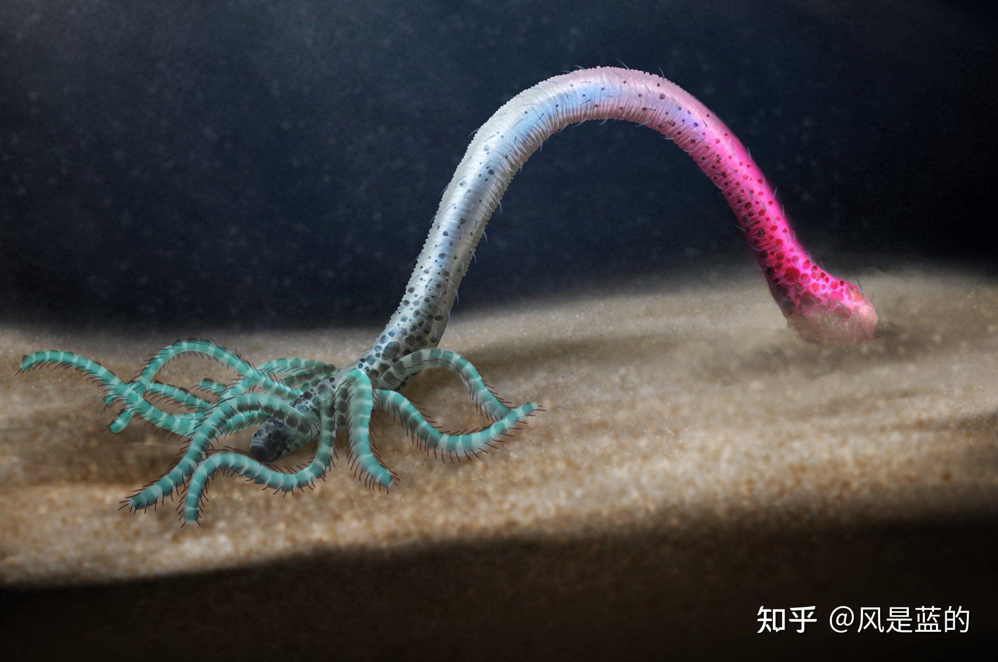 叶足动物门 Lobopodia的梳理 - 知乎