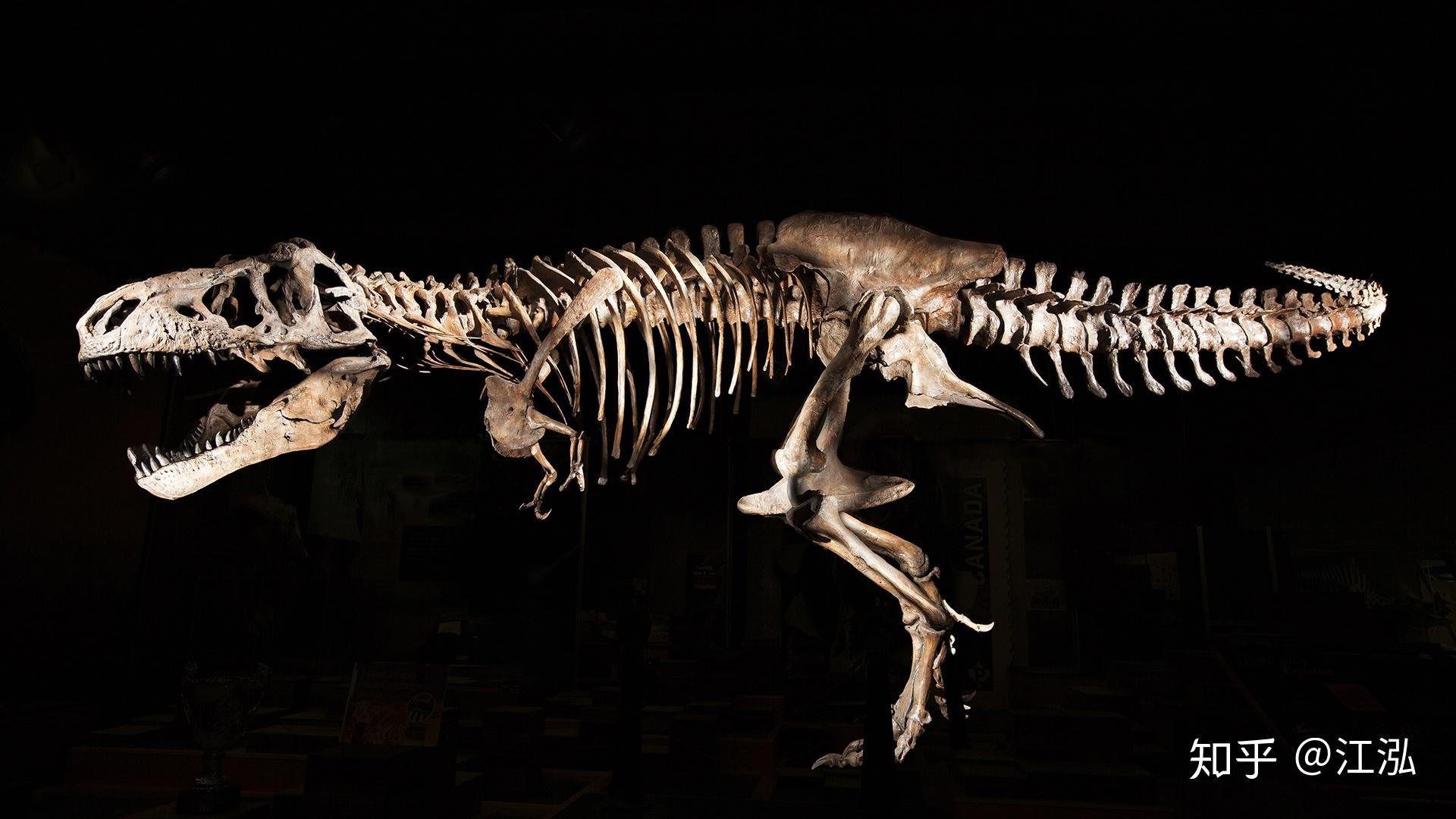 成都自然博物馆开馆 来这里看24米长的巨无霸恐龙化石_四川在线