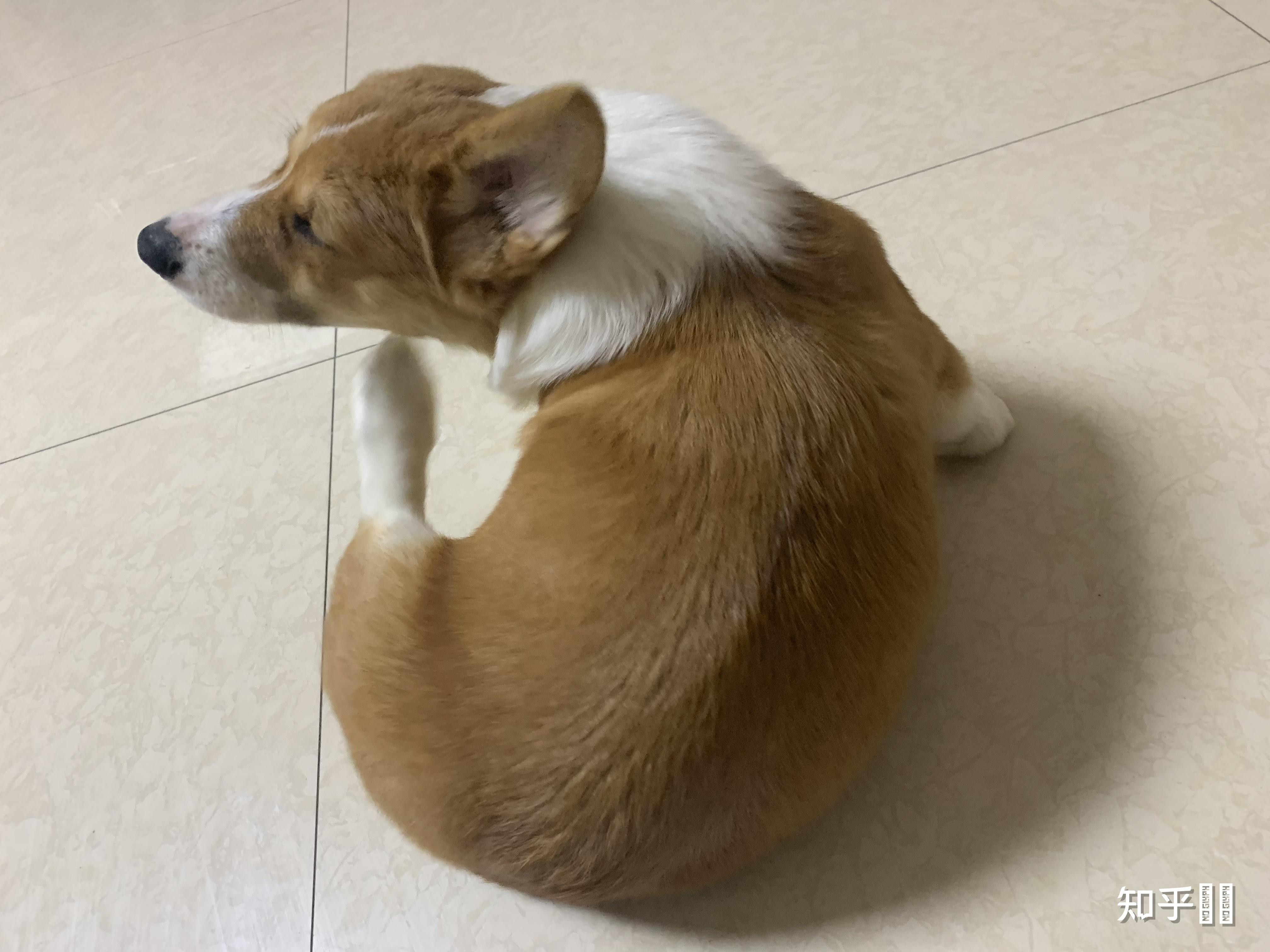 三个月的柯基有点瘦怎么喂养