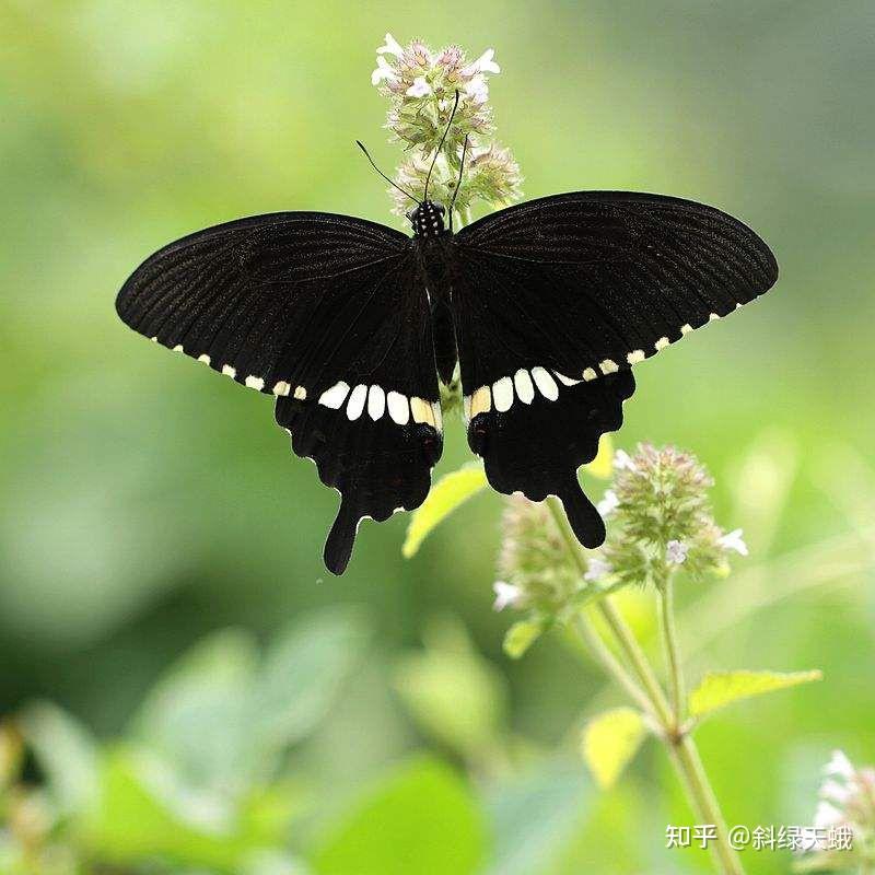 见到黑蝴蝶有没有什么寓意? - 知乎