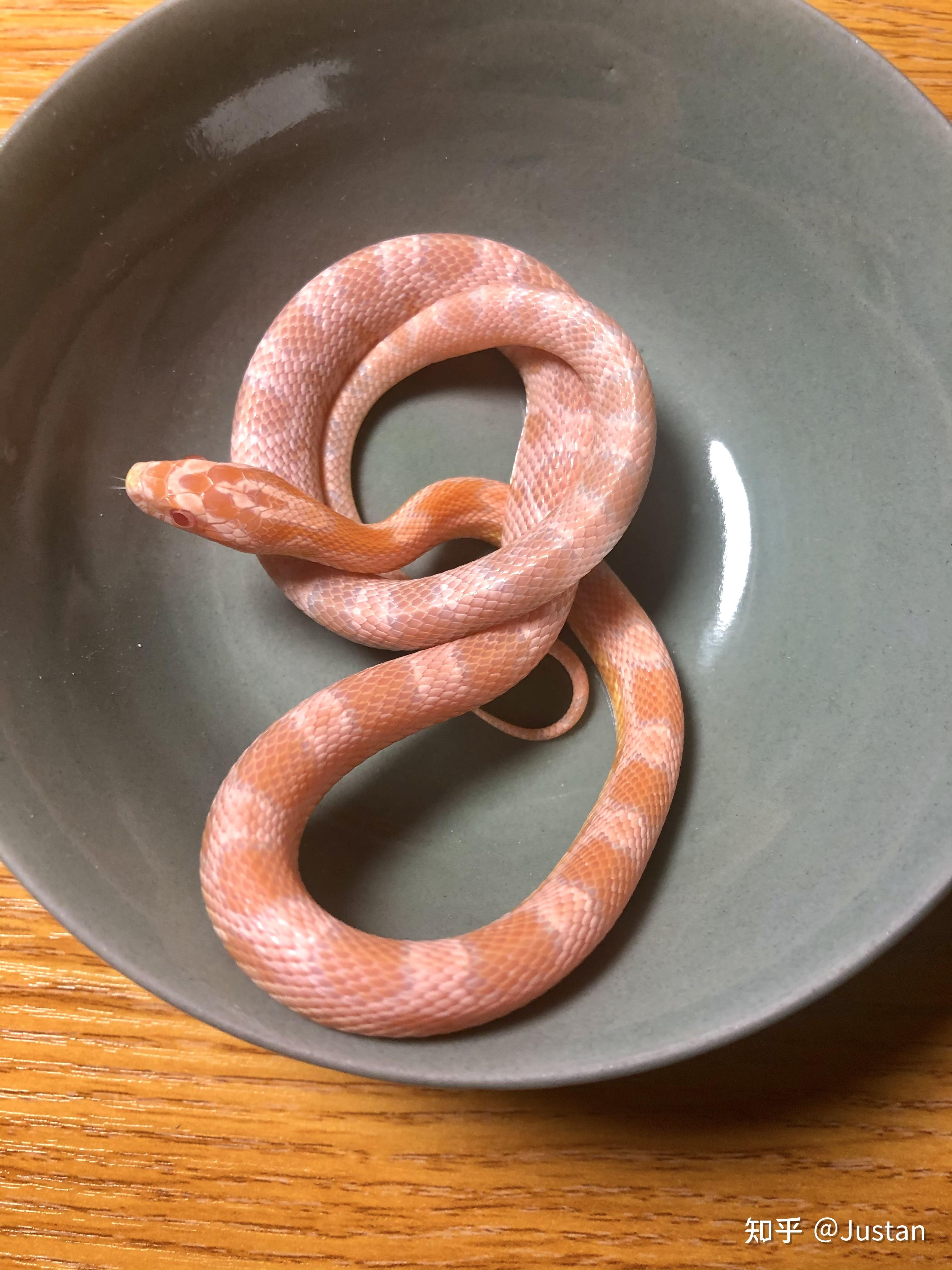 比较适合新手小白的入门爬宠有哪些推荐