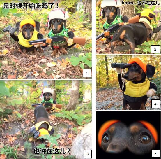 给狗狗穿上cos服,看狗狗的丛林吃鸡战术,灌木丛和小石头就是汪们的