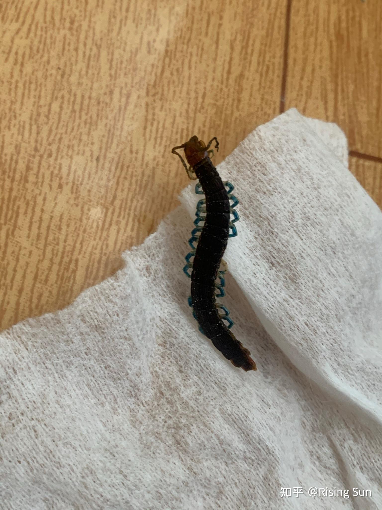 这是什么蜈蚣啊脚是蓝色的半夜爬到我床上来了好恐怖