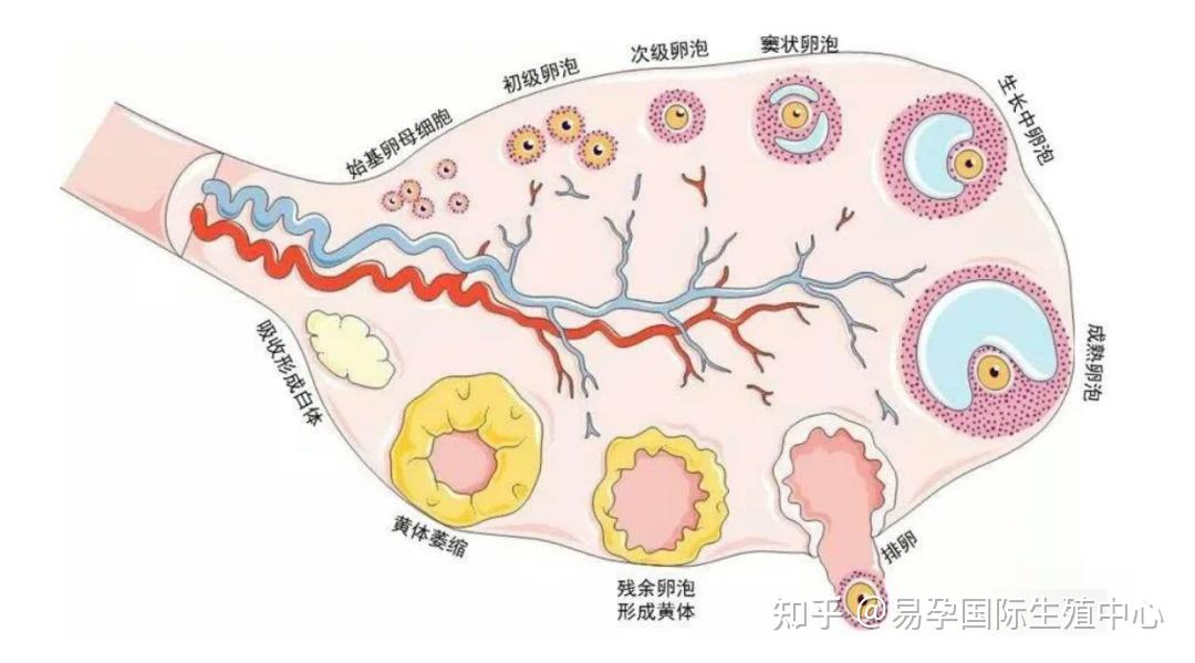 卵子的小棉袄—颗粒细胞——易孕国际生殖 - 知乎