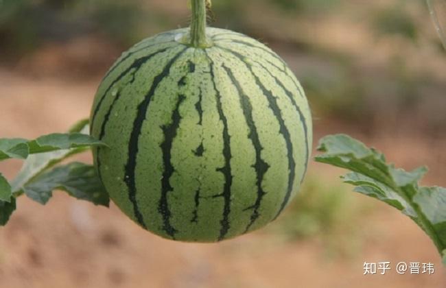 西瓜怎么育苗最快 v2-cb55d3c960be9f123fff25ef380ca2c8_r.jpg