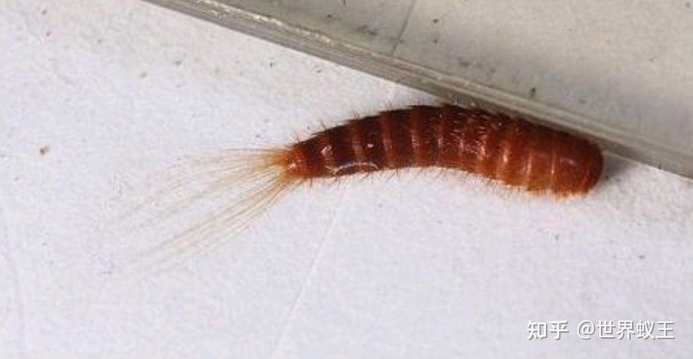 这种床上红色的小虫子是什么?