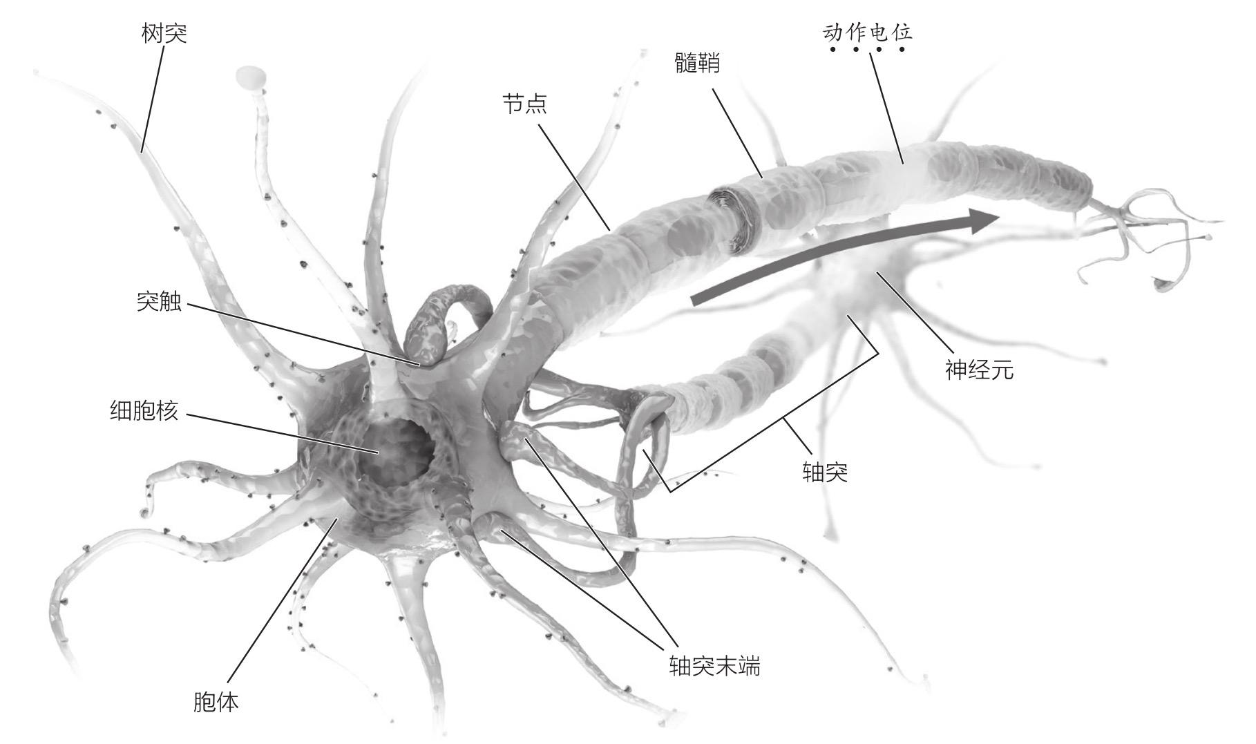 神经元的结构及其
