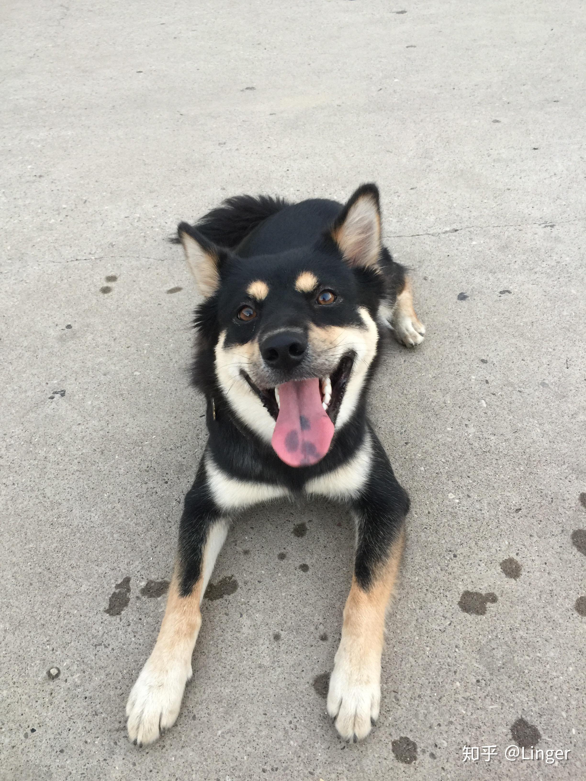 是一般土狗怕四眼黑狗吗?