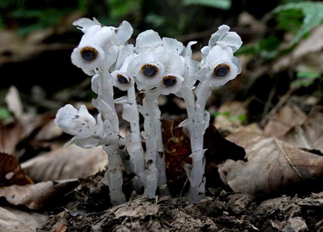 它，植物界的“幽灵之花”，见过算你牛！ - 知乎