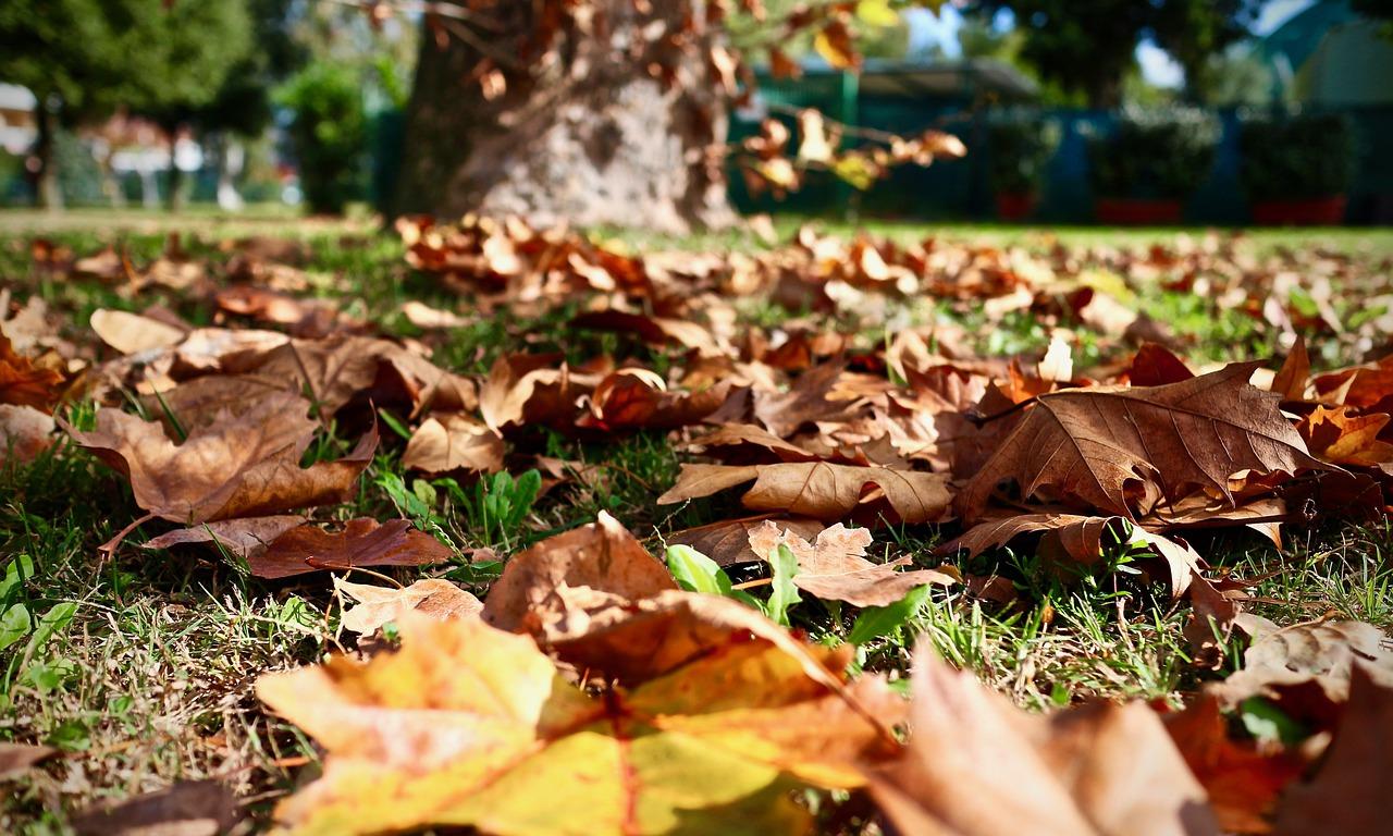 3. 预防落叶措施