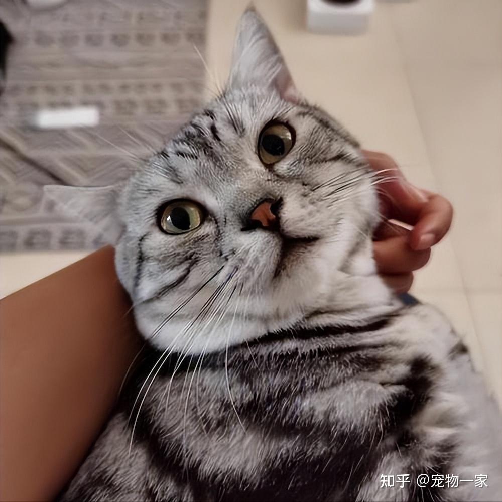 美短猫喜欢往你身上“蹭”，其实在它眼中有这些意思！ - 知乎