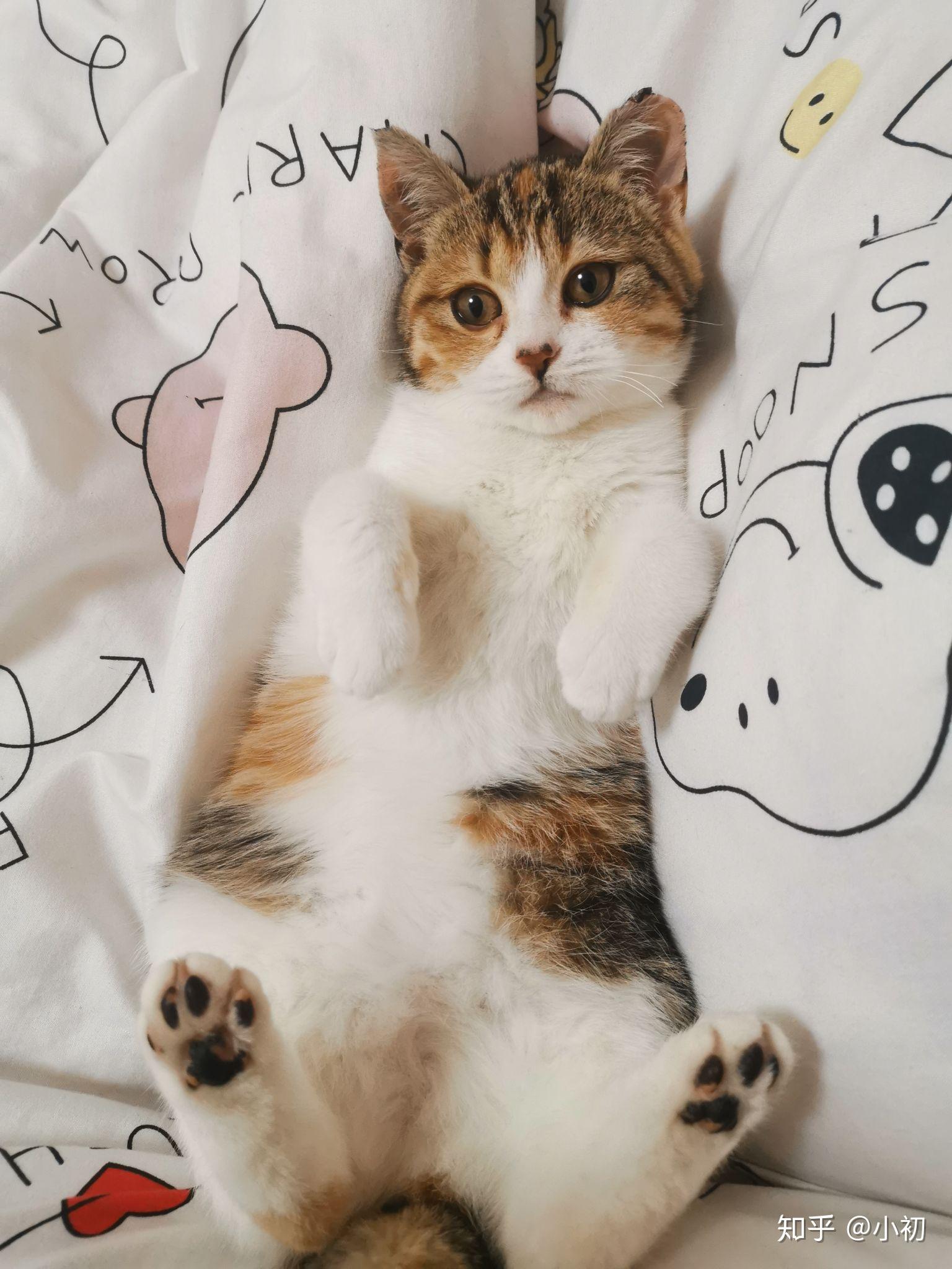 好想看看三花猫啊,谁能晒晒自家三花主子? - 知乎