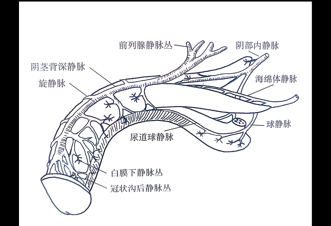 如何降低海绵体的灵敏度_海绵体脱敏训练