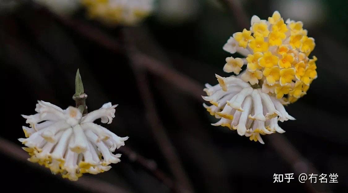 樵夫植物考被日本用进和纸的植物结花