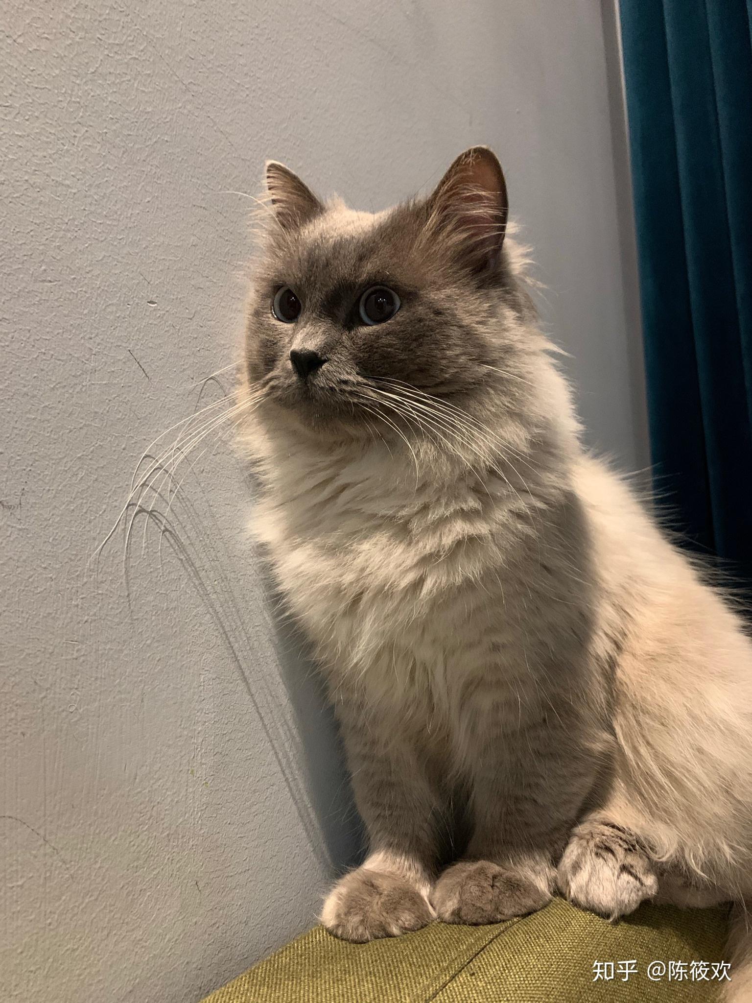 梵色布偶配重点色出的小猫开脸随机性如何