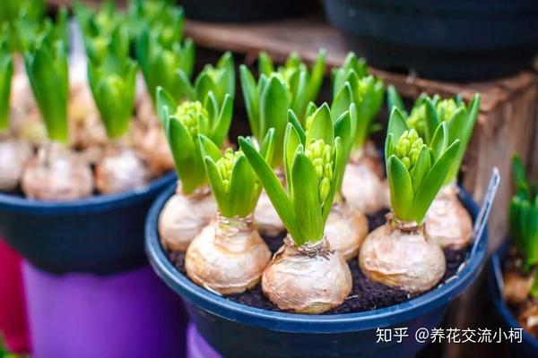 带你走进球根植物大世界,品种丰富,栽种有技巧,养护指南教给你 - 知乎