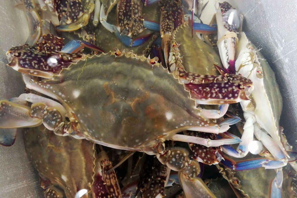 小时递:东海开渔,告诉你怎么吃到那最鲜的梭子蟹