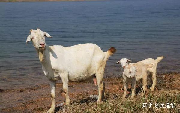 如《三国演义》中经常出现的冀州牧,青州牧等,后世