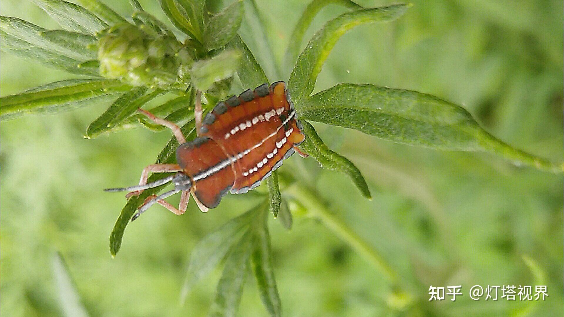 红背蝽虫