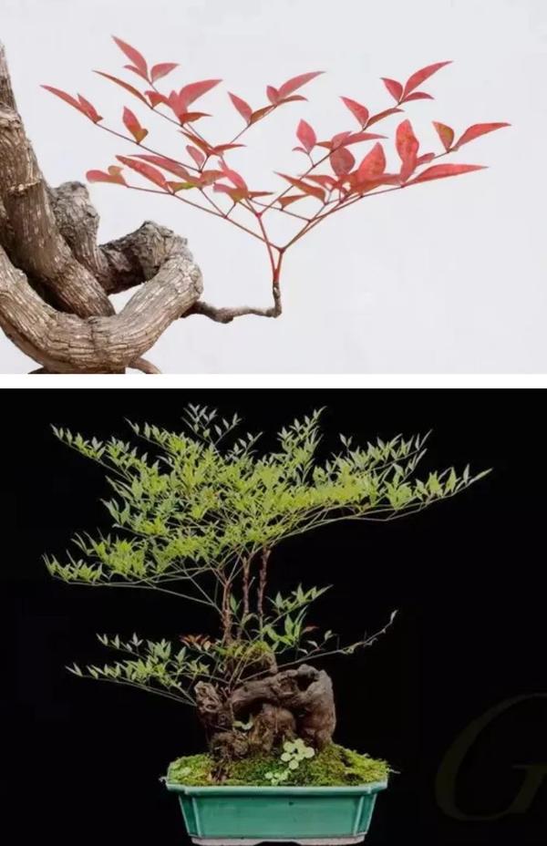 100种观叶植物 | No.22 南天竹养护攻略 - 知乎