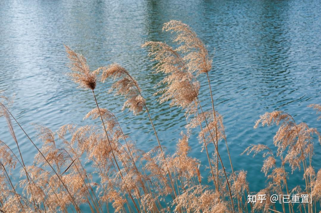 白露秋风起相思浓