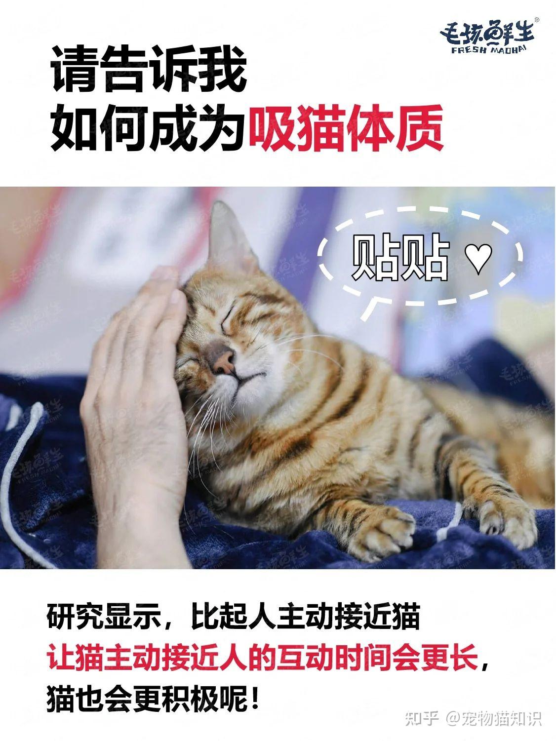 如何成为吸猫体质?今天4步教你成为万猫迷 - 知乎