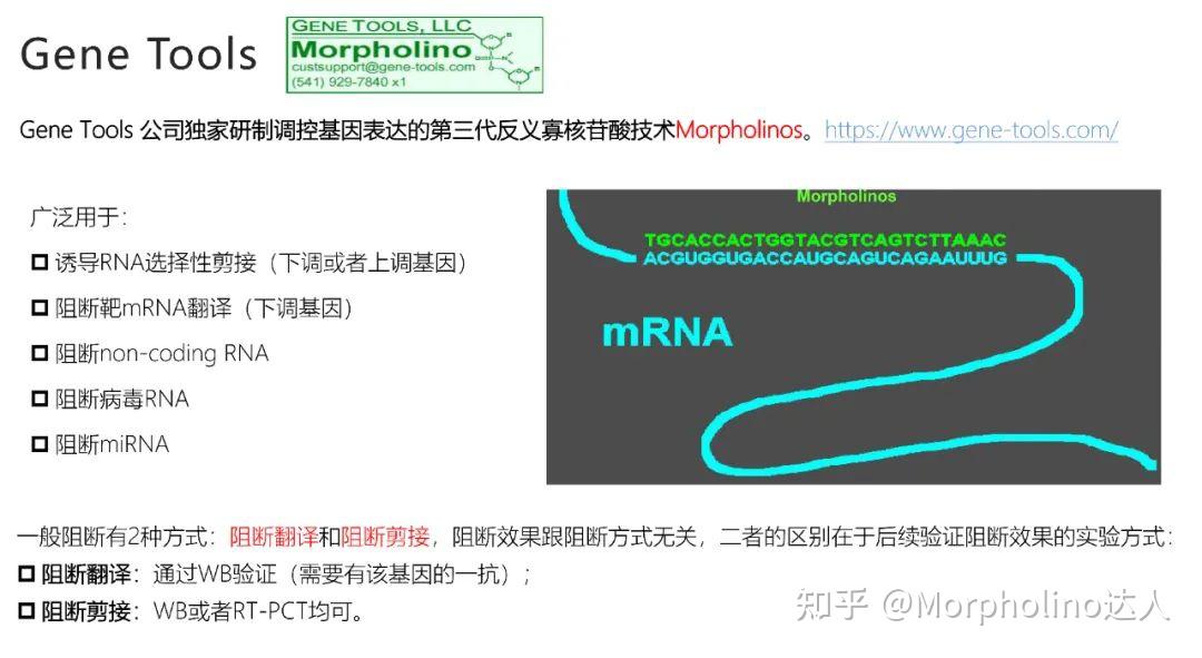 Gene Tools｜Morpholino的基因敲降原理简析 - 知乎