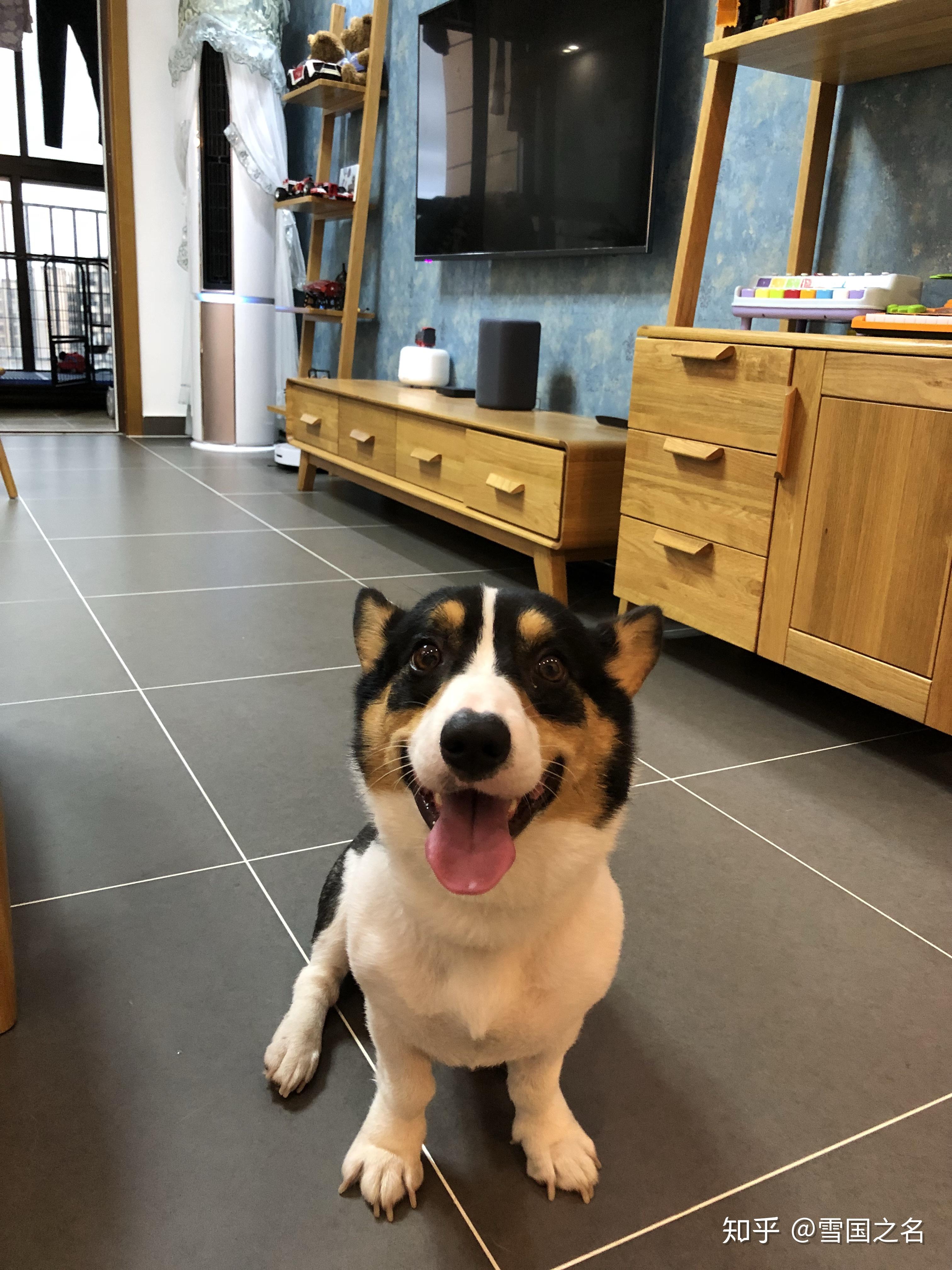 这个柯基是黑头还是黄头? - 知乎