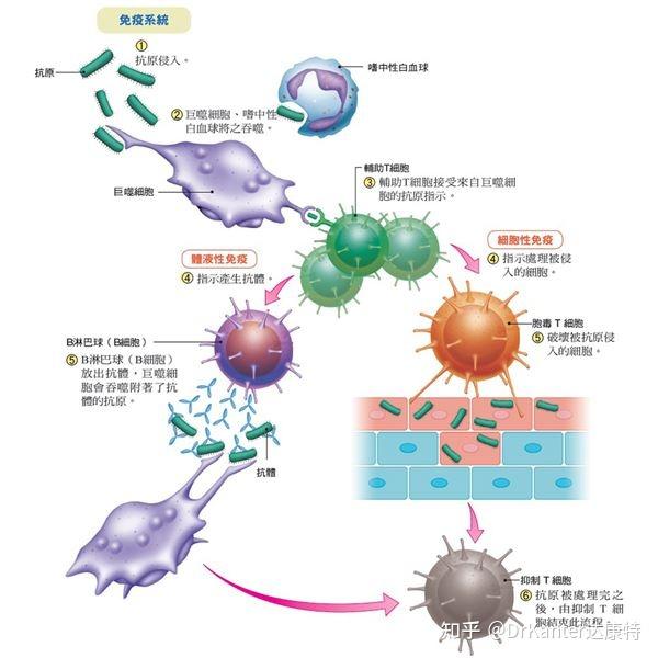 奧密克戎來襲,這些營養素幫你提高免疫力 - 知乎