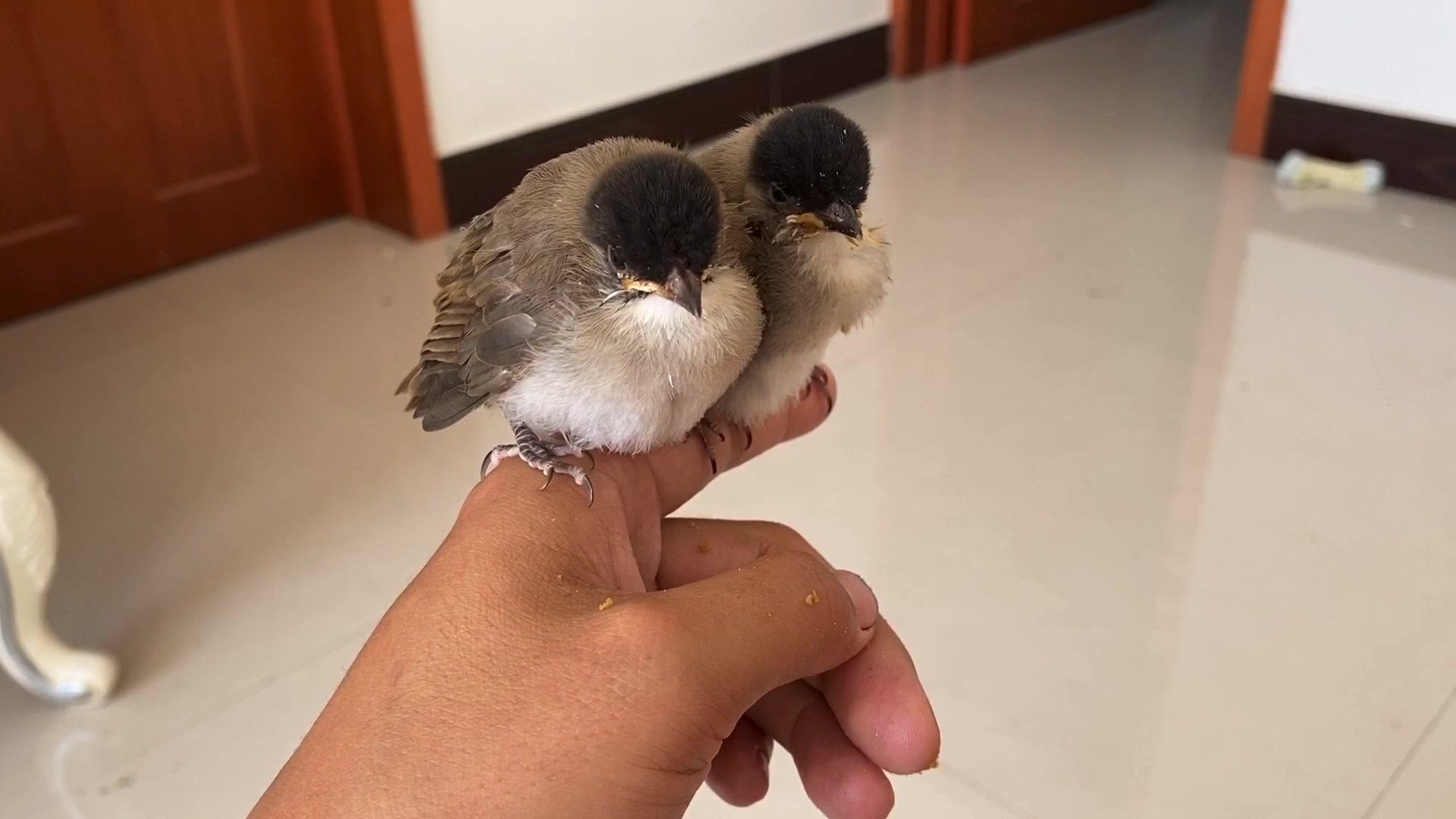 小鸟的可爱相片