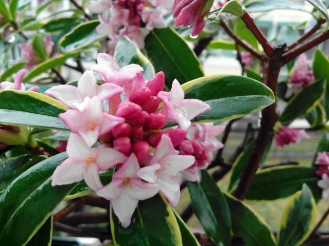 提醒:过季花里能“捡漏”,快去买这4种花,照顾好,当年就开花 - 知乎