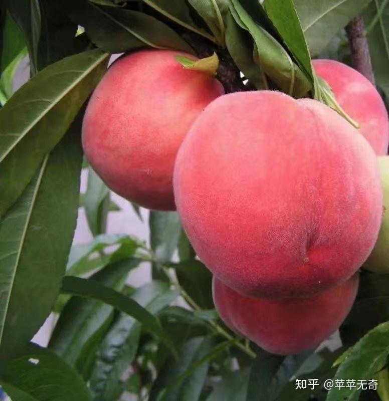 助农秦安61苹苹无奇果农小分队来啦