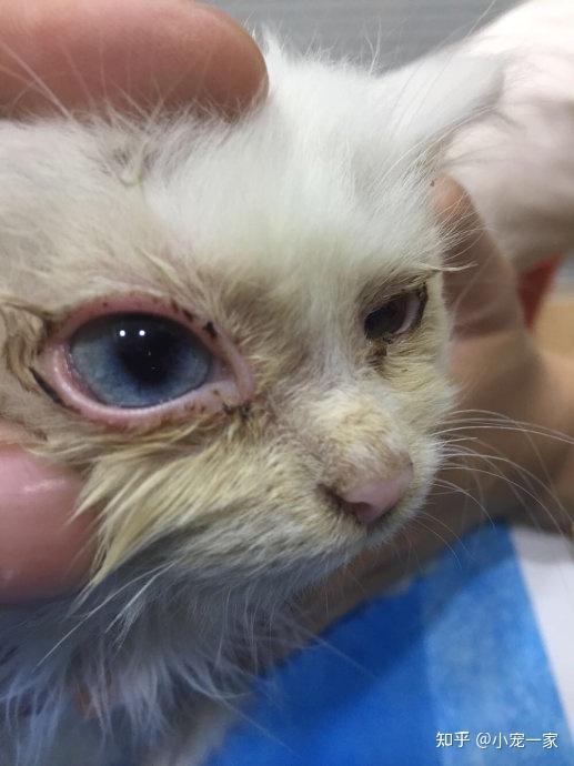 有些猫咪可能是因为出现了睫毛倒长的情况,这样会刺激到猫咪眼睛出现