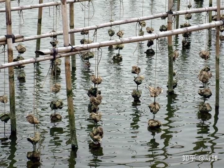 秋天到了那基本意味着生蚝要被惦记了