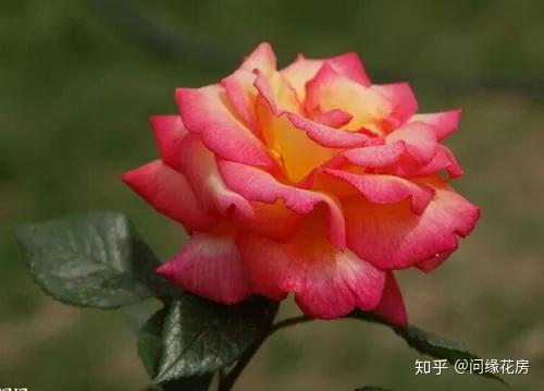 v2-cb95c6891af98151550ecac943dd3188_r.jpg