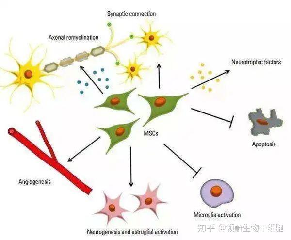 MSCs因其特殊的低免疫原性和免疫调节功能，在干预炎症性疾病中能起到显著的效果 - 知乎