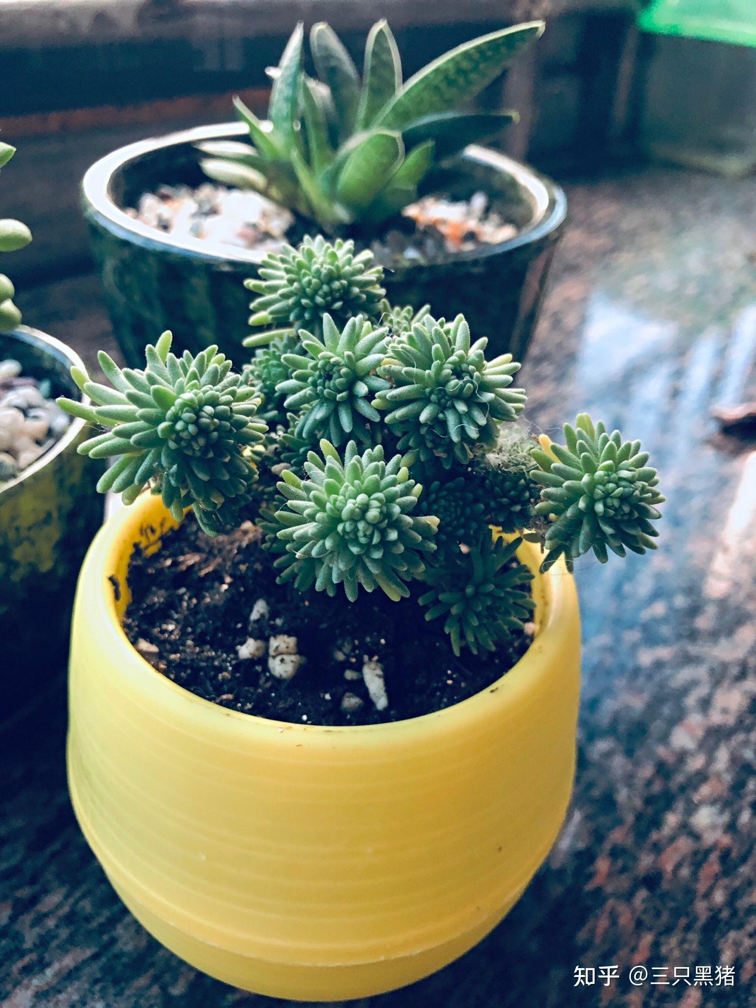 多肉植物,球松容易养? - 知乎